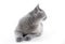 British Shorthair cat on white. Turning back