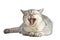 British Shorthair cat is yawning. Gray cat is lying and isolated on white background. Traditional British domestic cat, with a dis