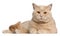 British Shorthair cats, 1 year old, lying