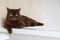 British shorthair cats at house