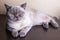 British shorthair colorpoint cat Ludwig