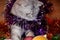 British Shorthair Fold kitten playing with Christmas balls and tinsel. preparation and decoration of the house for the new year.