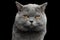 British shorthair grey cat with big wide face on Black background