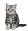 British Shorthair kitten (10 months old)