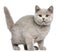 British Shorthair kitten, 3 months old