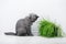 British Shorthair kitten