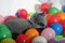 British Shorthair kitten among balloons