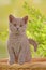 British shorthair kitten on a blanket