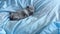 British Shorthair kitten on blue bedding