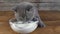 British shorthair kitten drinking milk