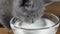 British shorthair kitten drinking milk