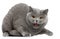 British Shorthair kitten hissing, 2 years old