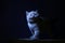 British Shorthair kitten, isolated portrait, mysterious