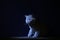 British Shorthair kitten, isolated portrait, mysterious
