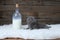 British Shorthair kitten near a bottle of milk, sheepskin