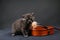 British Shorthair kitten play a violin