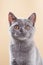 British Shorthair kitten With a plush grey coat on beige studio setting.