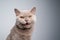 british shorthair kitten portrait looking at camera meowing