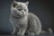 British Shorthair kitten of silver color, British Shorthair cat portrait, beautiful domestic cat.