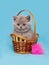 British Shorthair kitten sitting in a wicker basket.