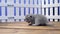 British Shorthair kitten walking near a wooden fence