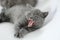 British Shorthair kitten yawning, white background