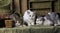 British shorthair kittens