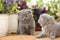 British Shorthair kittens on balcony, plants