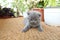 British Shorthair kittens on balcony, plants