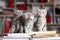 British Shorthair kittens and books