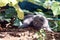 British Shorthair kittens in the garden