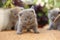 British Shorthair kittens in the garden, balcony