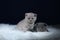 British Shorthair kittens lying on a faux Sheepskin, dark background