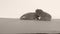 British Shorthair kittens lying on a grey background, copy space