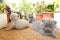 British Shorthair kittens playing on balcony, plants