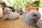 British Shorthair kittens playing on balcony, plants