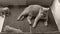 British Shorthair kittens playing on the doormat