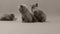 British Shorthair kittens, portrait, white background