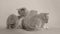 British Shorthair kittens, portrait, white background