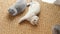 British Shorthair kittens rest