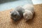 British Shorthair kittens sitting on the doormat