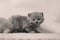 British Shorthair kittens sitting on the doormat