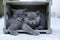 British Shorthair kittens sitting out in the garden, wooden crate
