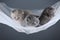 British Shorthair kittens in a swing