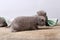 British Shorthair kittens, wooden background,