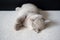 British Shorthair lilac cat, cute and beautiful kitten closing eyes, sleeping on cloth cushions