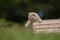 British Shorthair lilac kitten in the box