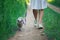 British shorthair male cat walks on a leash led by a girl along a countryside road