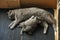 British Shorthair mom cat breastfeeding her babies