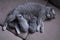 British Shorthair mom cat breastfeeding her babies